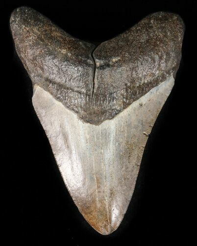 Brown, Megalodon Tooth - Georgia #48468